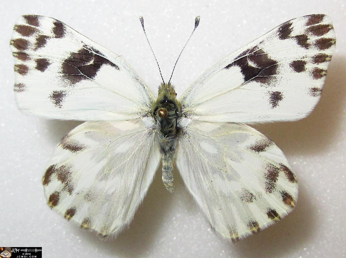 Pieris beckerii (Pontia beckerii) female